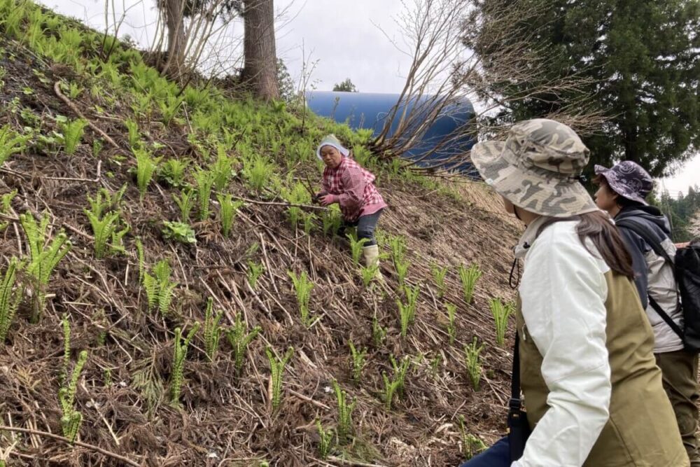 「うぶすなで山菜を楽しむ 2025」に参加してきました！山菜収穫＆天ぷらランチ【新潟県十日町市】