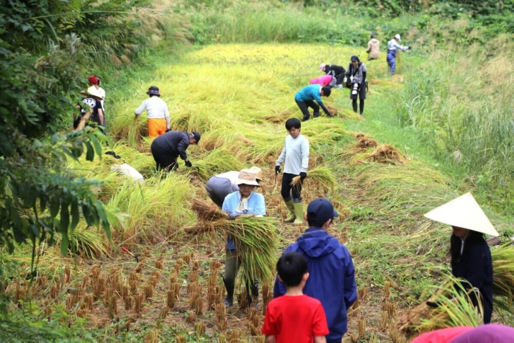 「大変だけどめちゃくちゃ貴重な体験！」蒲生の棚田で手刈りでの稲刈り＆稲架掛けが行われました【新潟県十日町市】